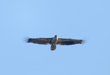 Flying Sea eagle also called White-tailed eagle (latin: Haliaeetus albicilla). Blue sky in the background