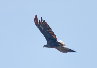 Imposing flying Sea eagle also called White-tailed eagle (latin: Haliaeetus albicilla). Blue sky in the background