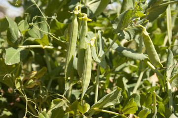 Peas field