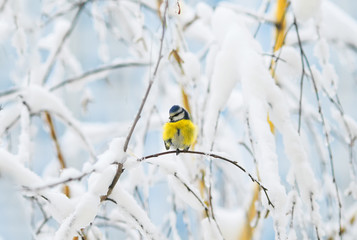 sweetie bird blue tit sits in the Christmas winter forest among the snowy branches