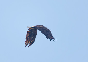 Flying Sea eagle also called White-tailed eagle (latin: Haliaeetus albicilla). Blue sky in the background