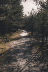 forest