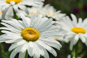 Blooming chamomile in the garden