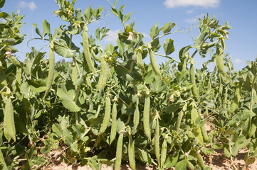 Peas field