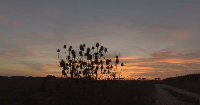 Tramonto rosso fuoco dietro delle siepi