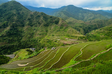 Rice terraces, Batad, Philippines