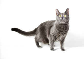 Grey cat with yellow eyes isolated on white background