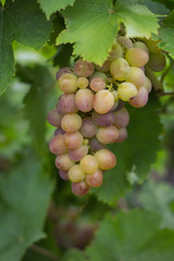 bunch of pink grapes in the garden