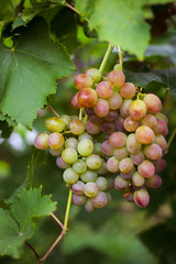 bunch of pink grapes in the garden