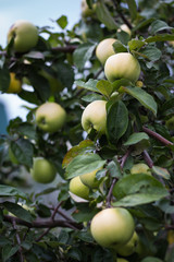 Apple tree with apples in the garden