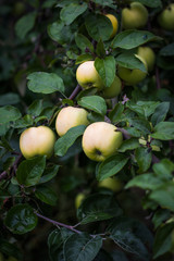 Apple tree with apples in the garden