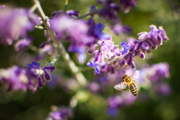 A honey bee by a lavender flower
