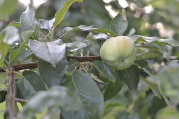green apples on a tree