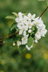 white flowers of a tree
