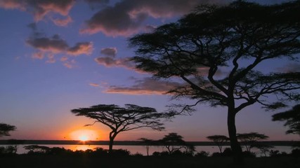 Loop of Birds fly at sunset near acacia trees on the savannah of Africa. Loop 1 of 3.