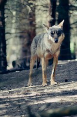 wolf © Aleksandra