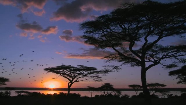 Loop of Birds fly at sunset near acacia trees on the savannah of Africa. Loop 3 of 3.