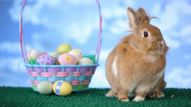 Loop of Easter bunny and basket with eggs