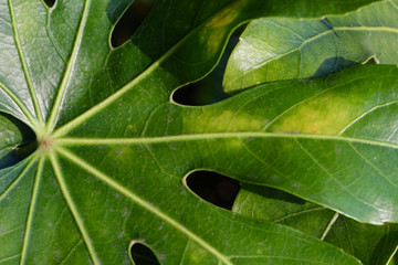 green leaf with a distinctive shape
