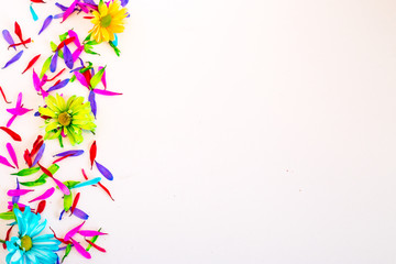 colorful flowers isolated