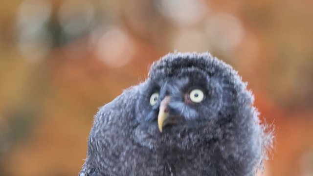 Zeitlupe: junge Eule Bartkauz rotiert mit dem Kopf und blickt umher