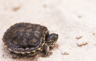Common Slider, also known as Cumberland Slider Turtle, Red-eared Slider Turtle, Slider (Trachemys scripta) on a sand