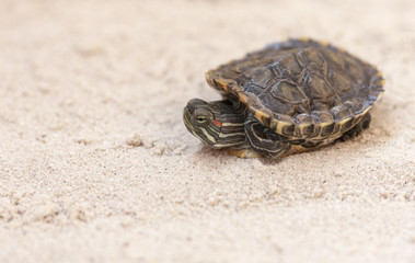 Common Slider, also known as Cumberland Slider Turtle, Red-eared Slider Turtle, Slider (Trachemys scripta) on a sand