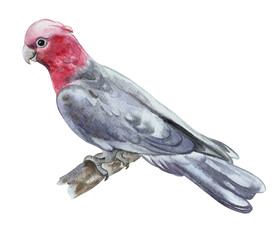 Rose-breasted cockatoo, galah cockatoo, pink and grey cockatoo or roseate cockatoo isolated on white background. Watercolor. Illustration. Template. Hand drawing. Clipart. Close-up