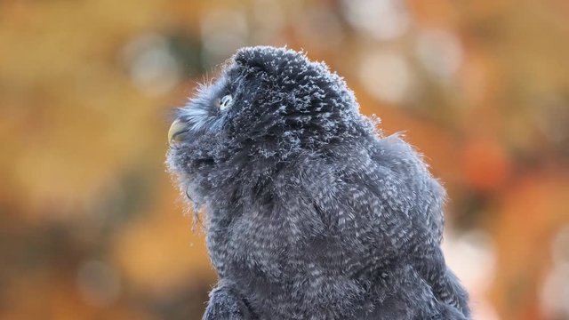 Bartkauz als Jungtier bewegt den Kopf in verschiedene Richtungen