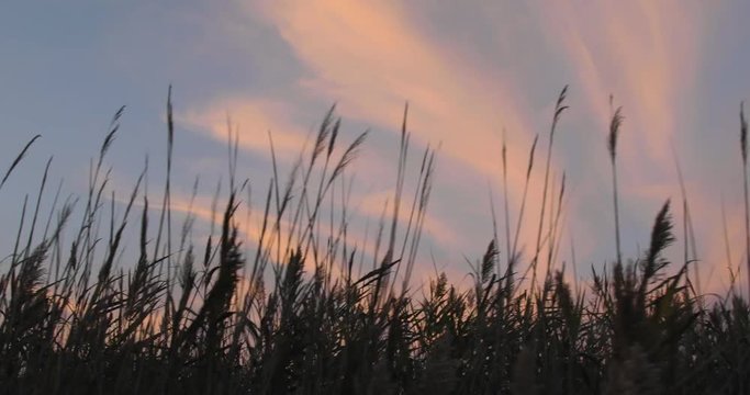 Tramonto rosso fuoco dietro delle siepi