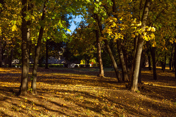 autumn Park covered with fallen leaves