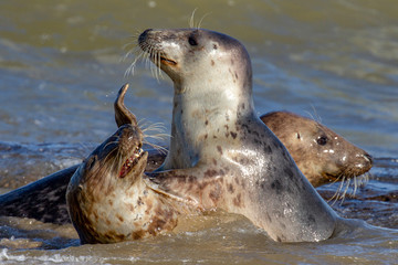 Obraz premium Seals at the Seal Colony on the beach at Horsey, Norfolk