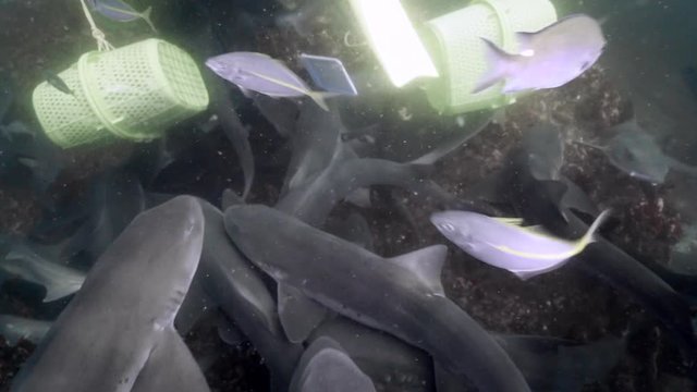 Excessive Sharks and Sting Rays Over Rocky Reef, Gathering for Feeding