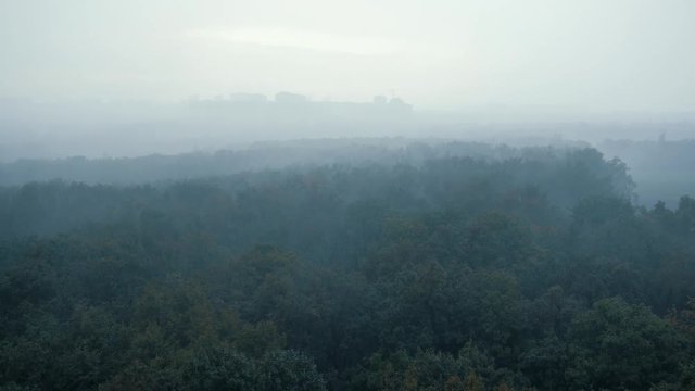 Trees sway in wind, green forest in rainy windy weather, view from above, toned