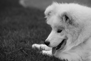 Obraz premium white dog