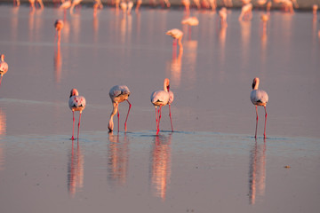 Flamingos at the Nata Bird Sanctuary, Makgadikgadi Pans National Park in Botswana