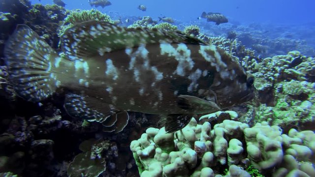 grouper during a dive