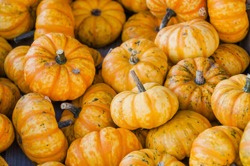 Kürbis, Spark, Cucurbita Pepo, Speisekürbis, Mikrowellen-Kürbis, Kürbisernte, Kürbismarkt, Herbst, Herbstfest, Herbstmarkt, Schweiz