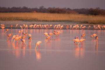 Flamingos at the Nata Bird Sanctuary, Makgadikgadi Pans National Park in Botswana