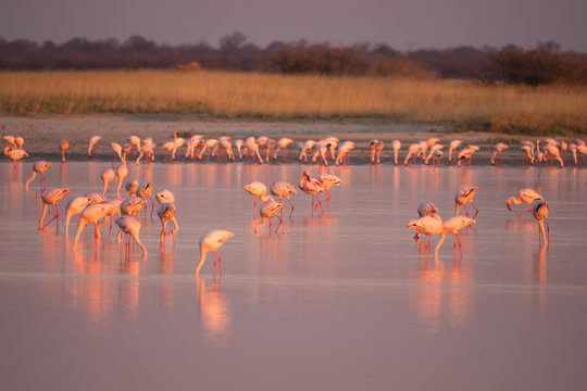 Flamingos at the Nata Bird Sanctuary, Makgadikgadi Pans National Park in Botswana