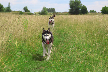 Two husky walk in the field.Girl and boy husky. Summer in the village.