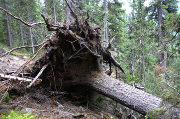 forest tree nature trees path green landscape woods