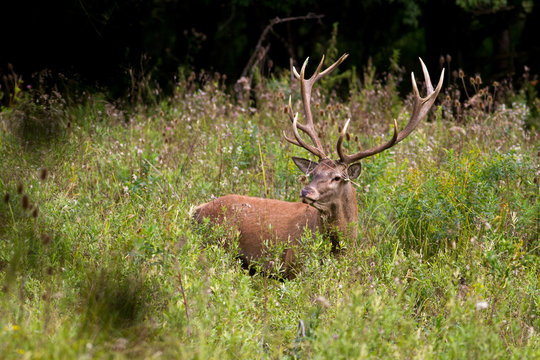 Red deer with big antlers in rutting season