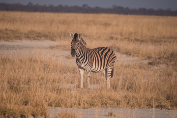 Fototapeta premium Zebra in the Makgadikgadi Pans National Park, Botswana