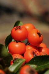 pristine orange berries in the sunshine