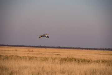 Bird flying in Makgadikgadi Pans National Park, Botswana