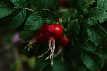 RED BERRY