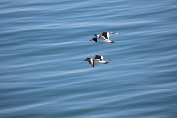 Formation flight of two oystercatchers