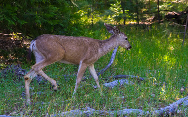 Deer in  Forest
