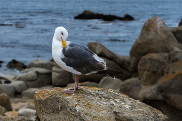  Solo Seagull by Ocean